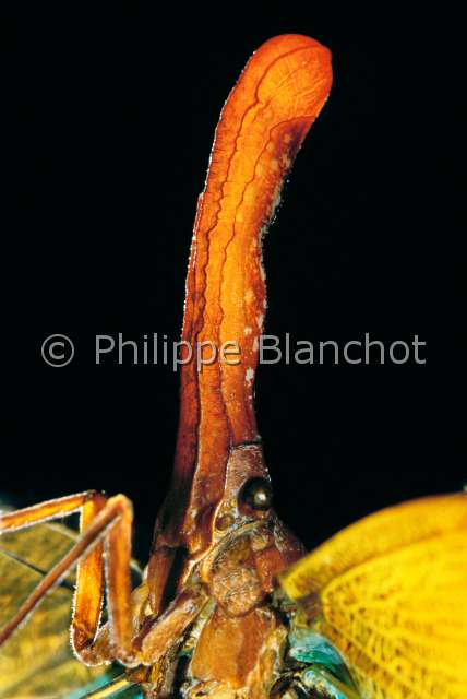 Pyrops pythica.JPG - in "Portraits d'insectes" ed. SeuilPyrops pythicaFulgorePlanthopperHemipteraFulgoridaeSumatra